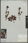 Foto von Salix waldsteiniana Willd.